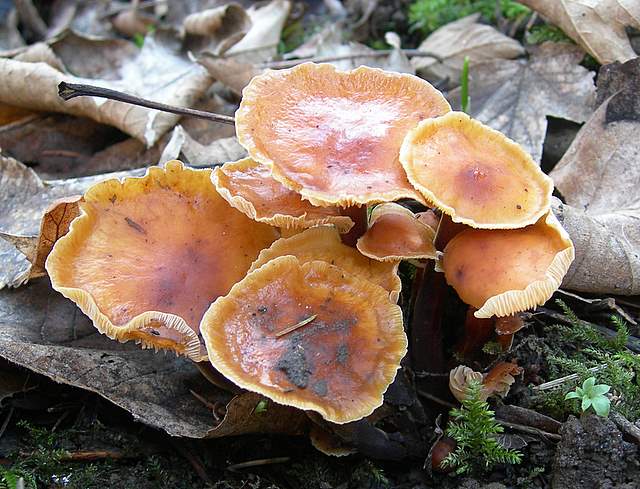 Ritorno  nel  bosco  alluvionale  di  Flh